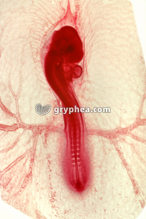 Poulet - Embryon au stade 60h x4  - gryphea.com